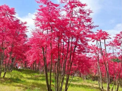 广东13公分园林丛生红枫秋火焰 观赏广场绿化苗木 秋色叶类型