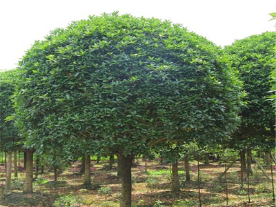 桂林桂花树基地常年出售优质桂花树
