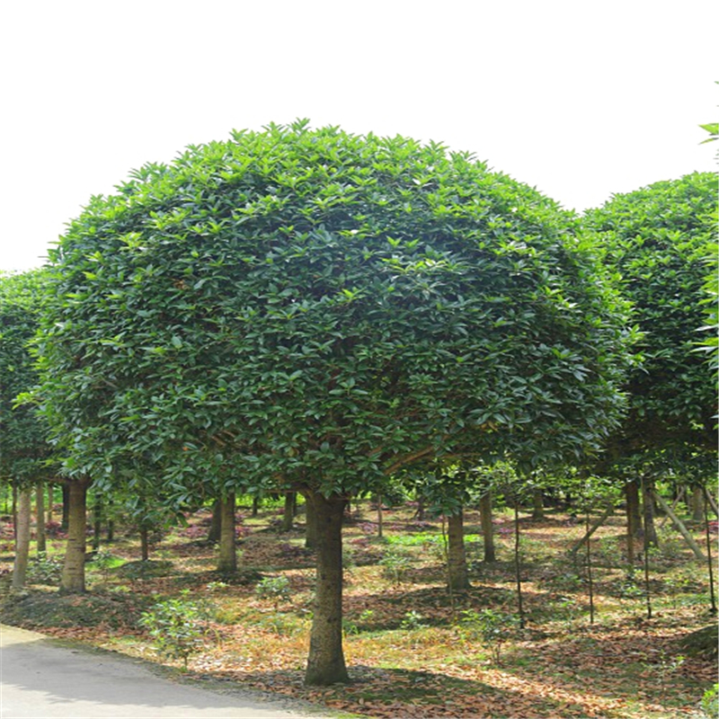 桂林桂花树基地常年出售优质桂花树