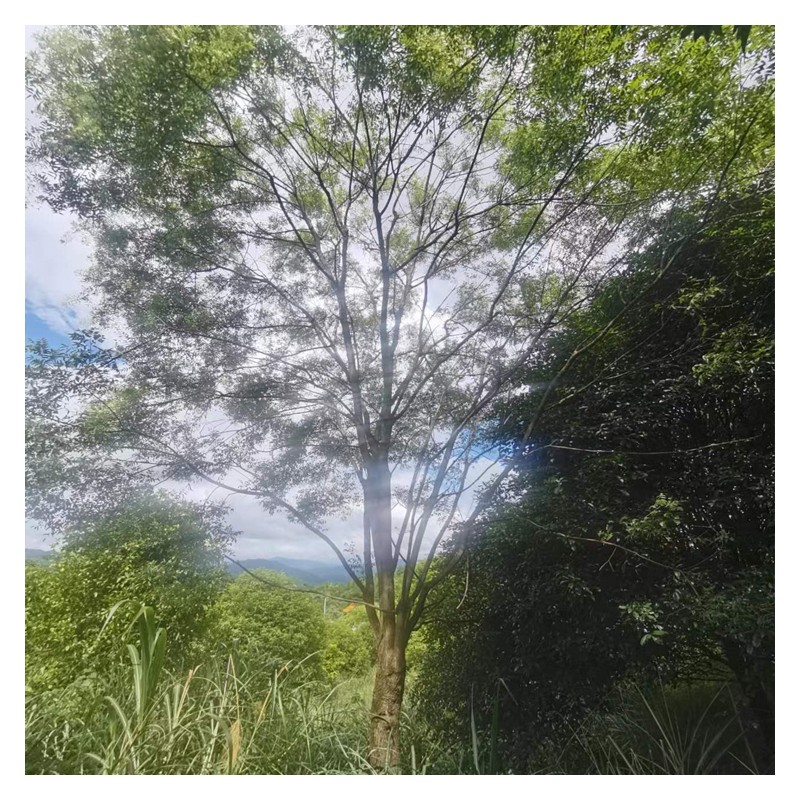 25-60公分重庆国槐小区绿化 庭院植物观赏树 枝多叶密 海深苗木