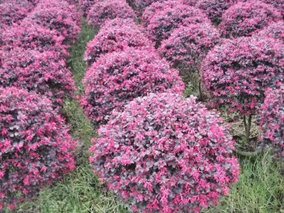 贵州红花继木球 公园街道绿化红檵木观赏种植苗木 海深现货出售