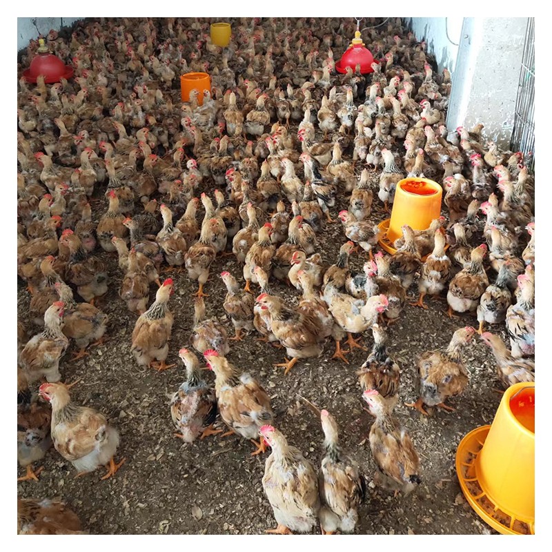 广西养殖场  K九公鸡苗批发 均重2斤公鸡苗销售