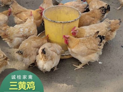 厂家三黄鸡价格 全国运输 三黄鸡批发价格 三黄鸡