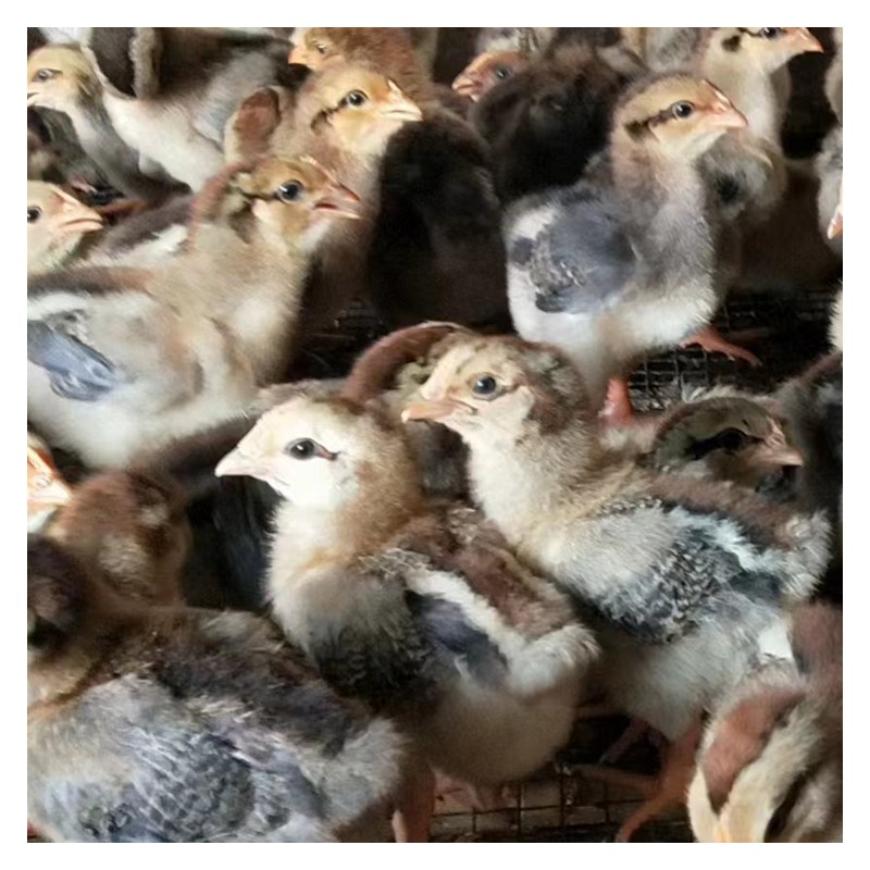 广西脱温k九鸡 纯种鸡苗 提供养殖技术 基地销售