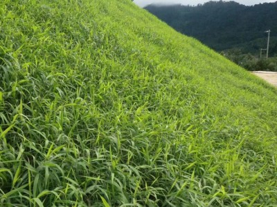 广西矿山修复工程 绿化山林施工 植生袋边坡绿化