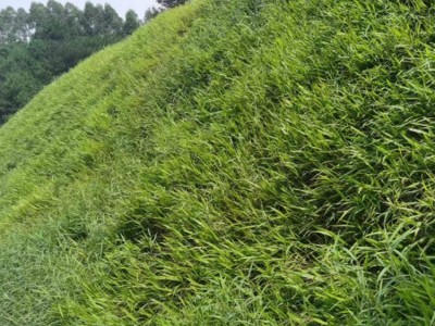 广西边坡绿化施工 山体复绿 高速植被混凝土边坡绿化