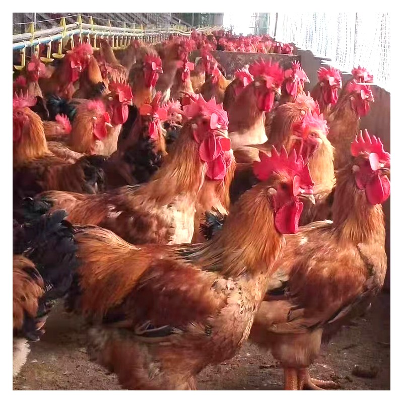 自然散养大种脱温k901童鸡 出售活体鸡苗 长期供应
