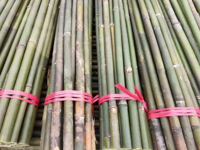 来宾竹子竹竿批发 竹子加工厂供应 搭架竹竿 豆签扦竹