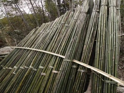 柳州竹子竹竿批发 竹子加工厂供应 结实耐用 农业搭架专用竹竿