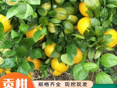 广西贡柑果苗 基地直销 全国发货