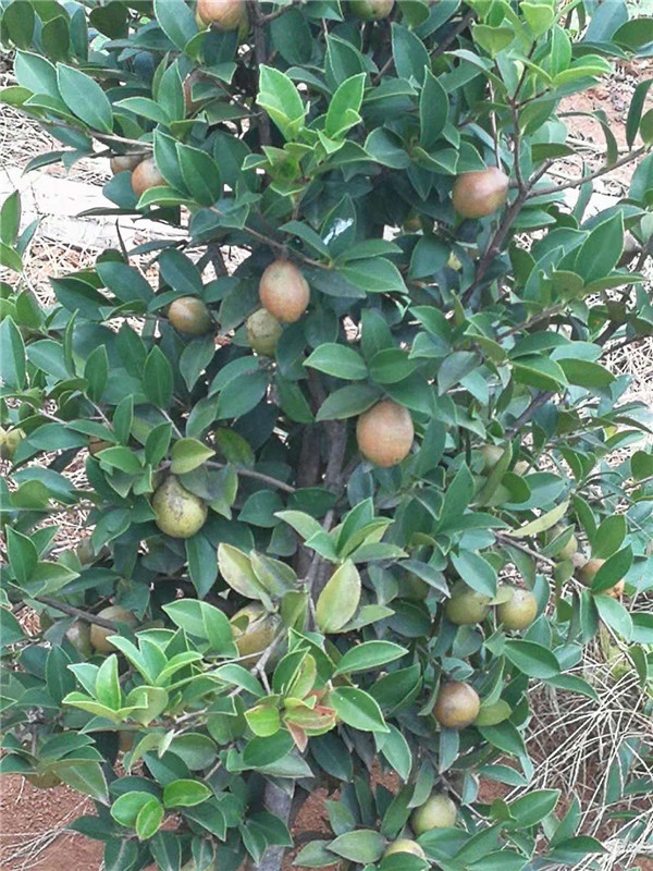 广西油茶苗批发 三华系列嫁接油茶苗 供应华金油茶苗特价直销