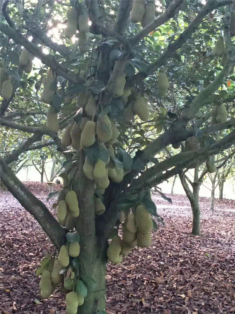 海南榴莲蜜苗嫁接榴莲蜜苗 泰国金枕头猫山王小菠萝蜜榴莲蜜树苗