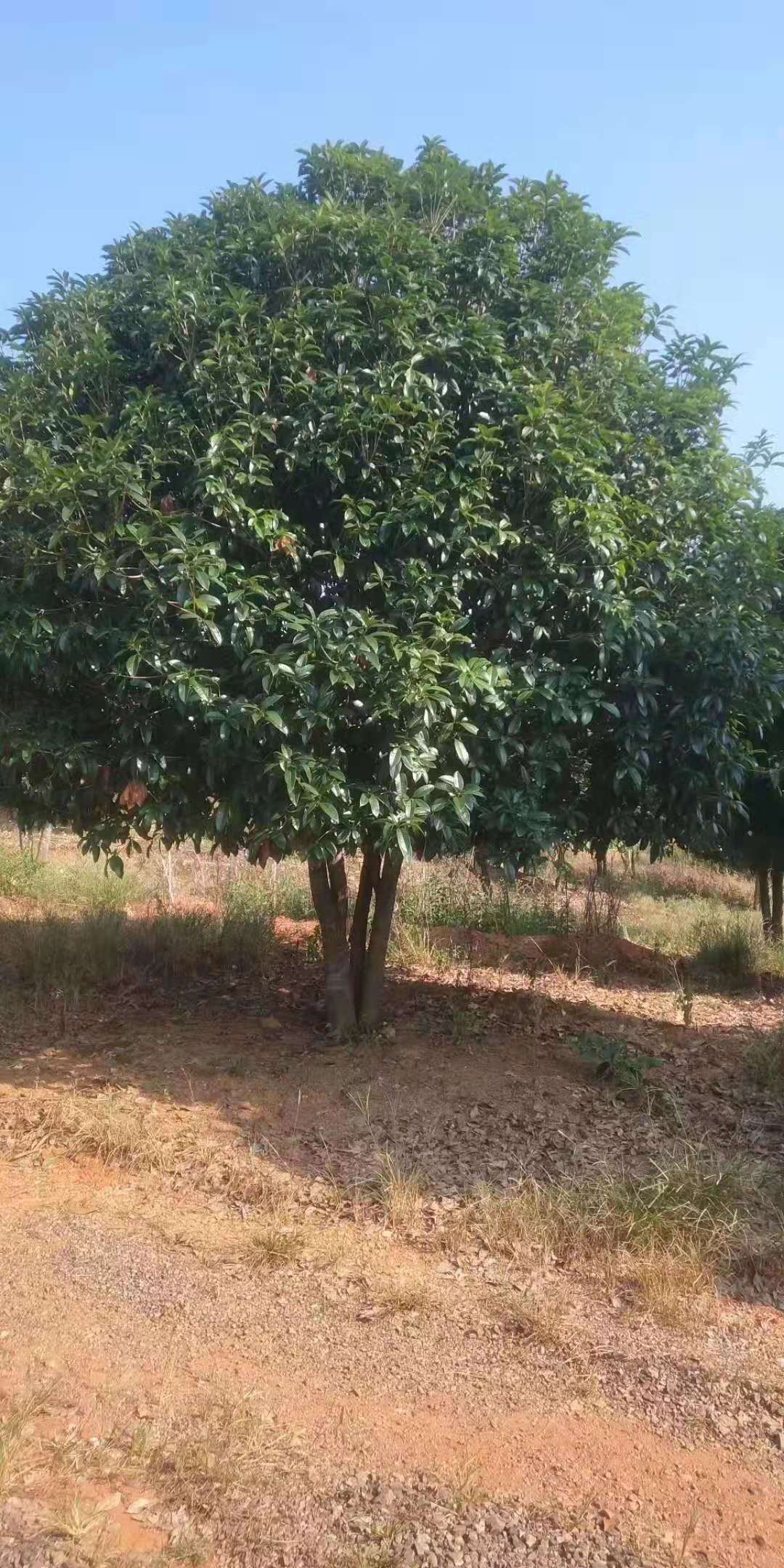 丛生桂花树 苗圃基地直销桂花树苗_其他常绿灌木_常绿灌木_食品农业