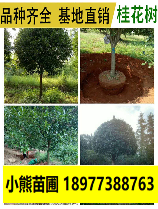 6-12公分桂花树4.jpg