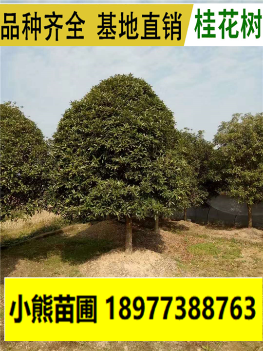 6-12公分桂花树7.png