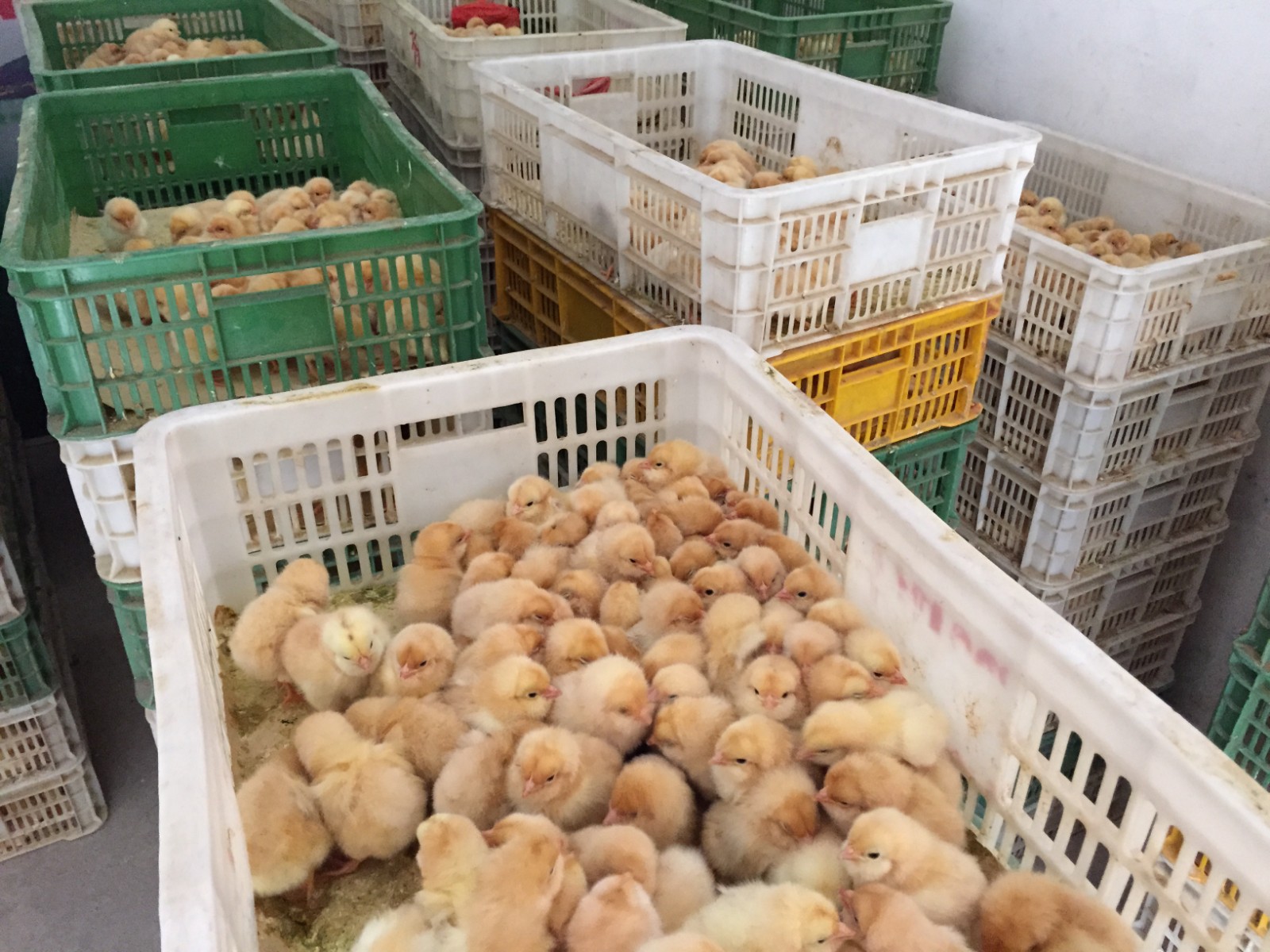 贵州鸡苗批发市场 鸡苗孵化基地 益之众禽苗 专业批发