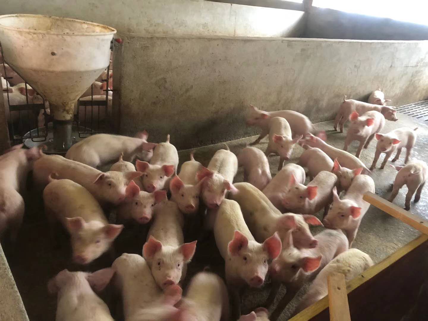 货源市集 食品农业 家禽家畜 猪 现售生猪 博白生猪批发 生猪养殖厂家