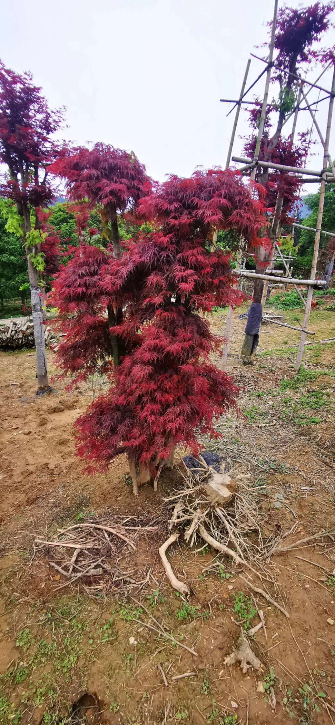 三季红枫,血红鸡爪槭,骨架红枫,高接红枫,古桩红枫,造型羽毛枫,欧洲