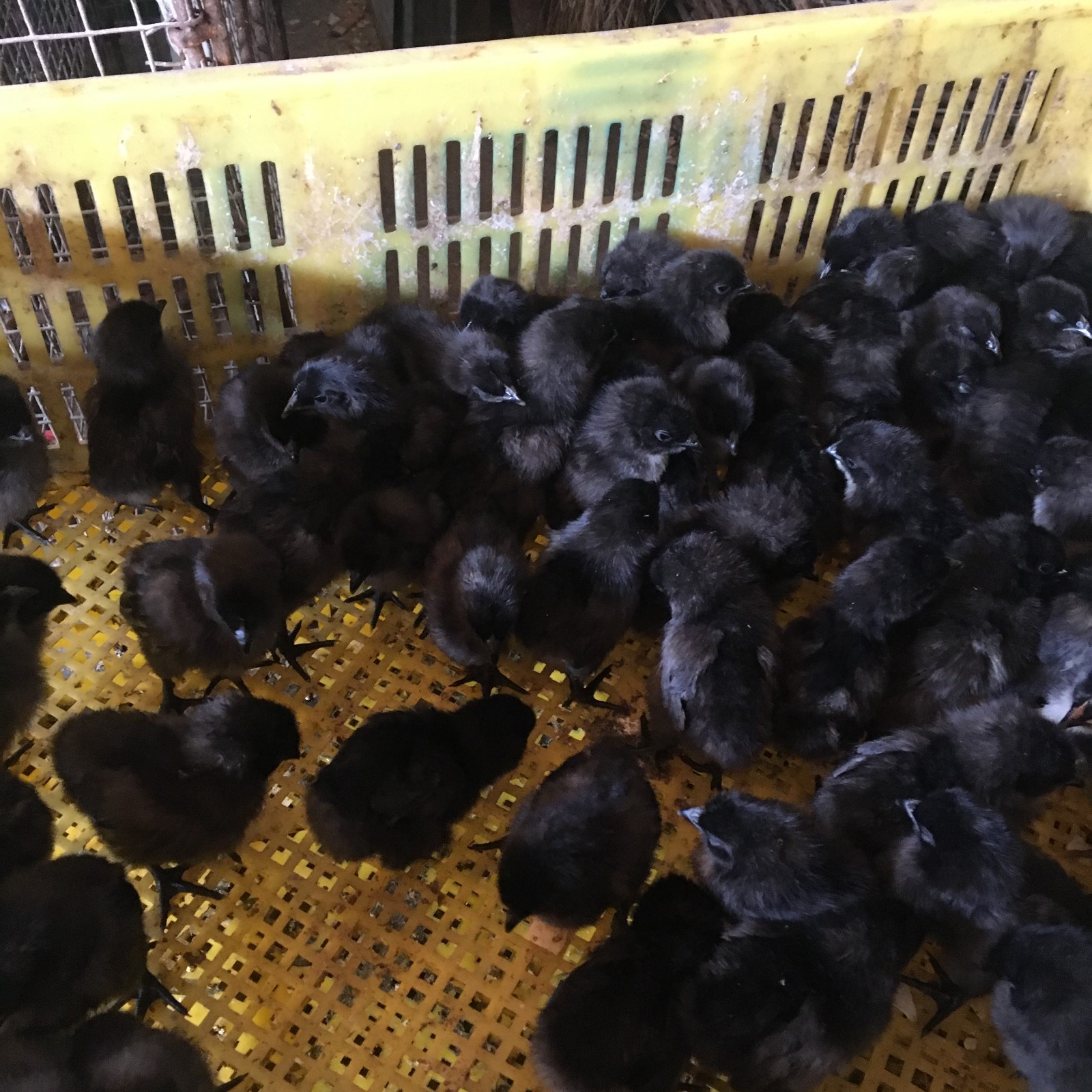 四川鸡 鸭 鹅苗禽苗市场 优质五黑鸡苗批发 鸡苗包打疫苗