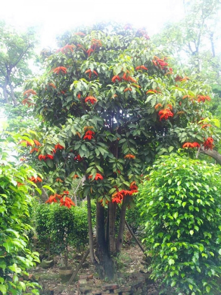 供应产品 10-16厘米假频婆 假苹婆是梧桐科苹婆属植物,乔木,小枝