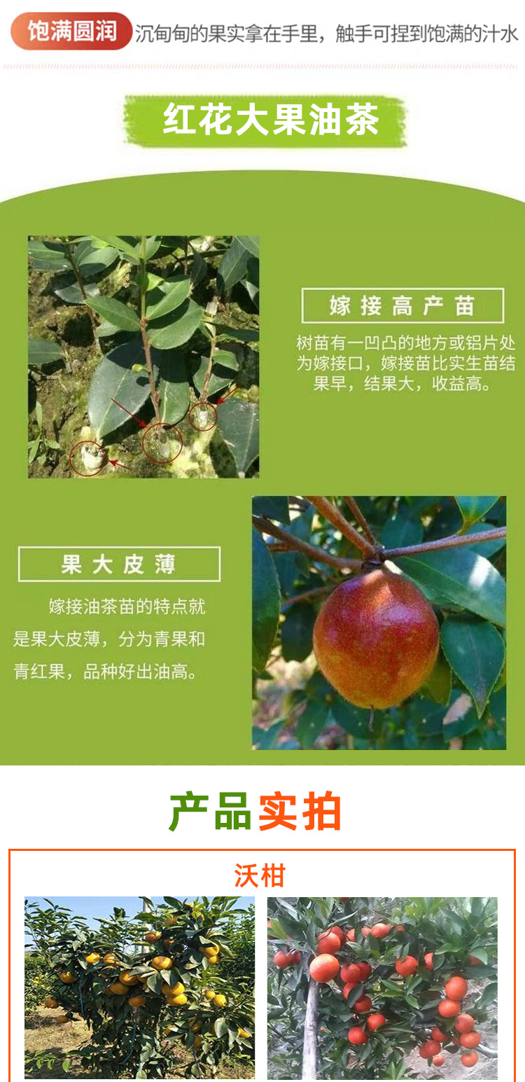 0329广西陆拾红花大果油茶农林生态有限公司_04.jpg